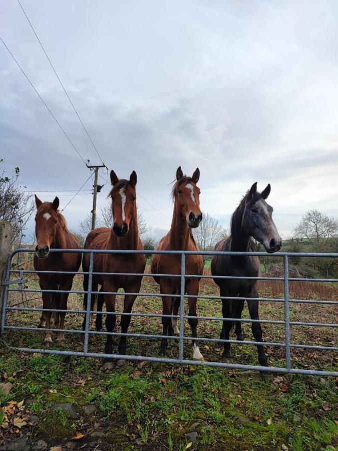 The Stable Springmount Accommodation Dromara Esterno foto